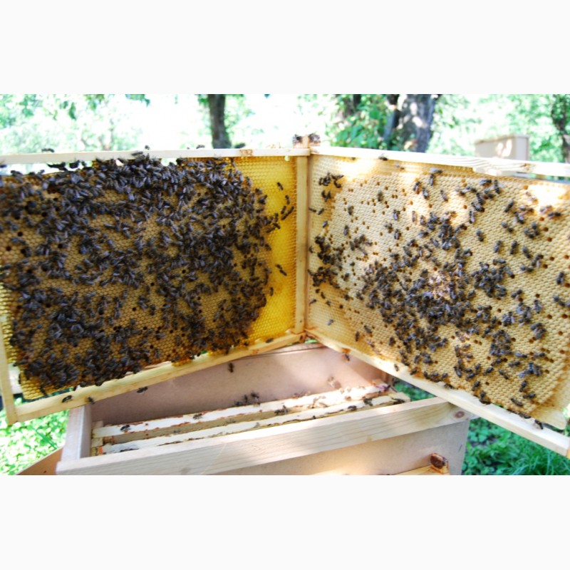 Фото 15. Бджолопакети з матками 2023 року
