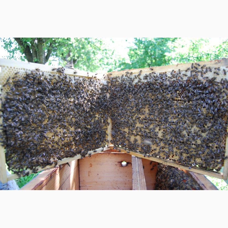 Фото 16. Бджолопакети з матками 2023 року