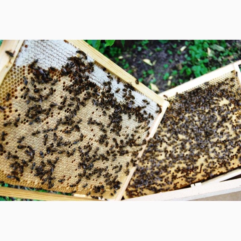 Фото 4. Бджолопакети з матками 2023 року