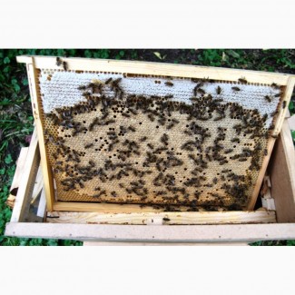 Бджолопакети з матками 2023 року