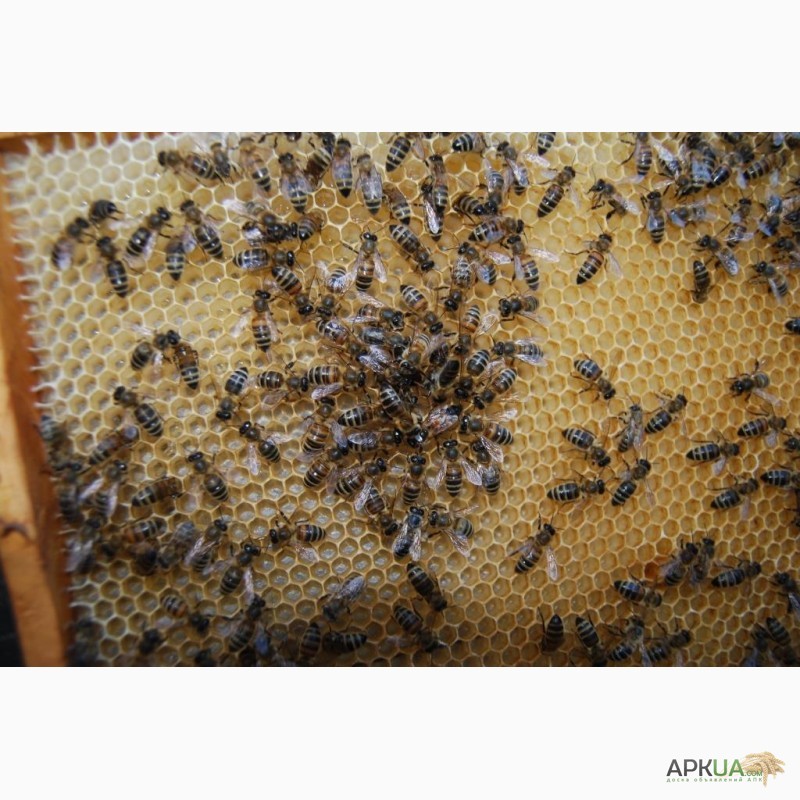 Фото 8. Бджолопакети з матками 2023 року