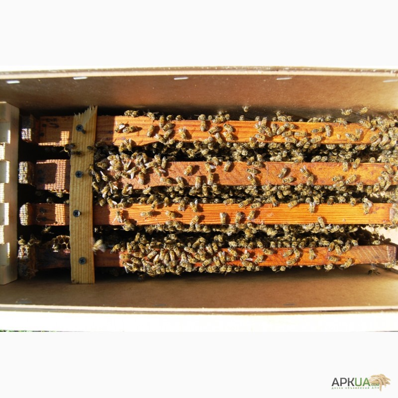Фото 11. Бджолопакети з матками 2023 року