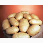 Элитные сорта картофеля