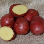 Элитные сорта картофеля
