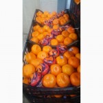 Продам мандарины оптом с Турции 0.54$, в Киеве 23 грн, сорт Сатсома, фото мои