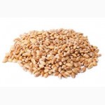 Дорого закупаем пшеницу, ячмень, кукурузу и др. зерновые