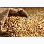 Дорого закупаем пшеницу, ячмень, кукурузу и др. зерновые