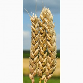 Продам семена озимой пшеницы Богдана (элита)