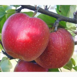 Продадим яблоки с собственного сада Джонатан, Джонагоред, Джонаголд