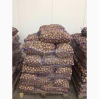 Продам картофель (семенной) Ривьера, Тирас