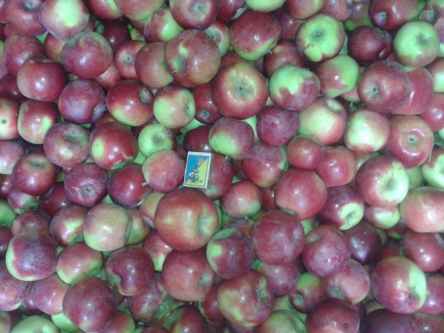 Фото 2. Продам яблука