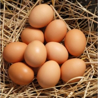 Продам яйце куряче від виробника (с0, с1, с2)