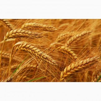 Закупаю зерновые, пшеницу, подсолнечник и др
