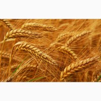 Закупаю зерновые, пшеницу, подсолнечник и др