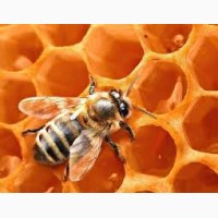 Продам пчелопакеты или пчелосемьи, пчёлы