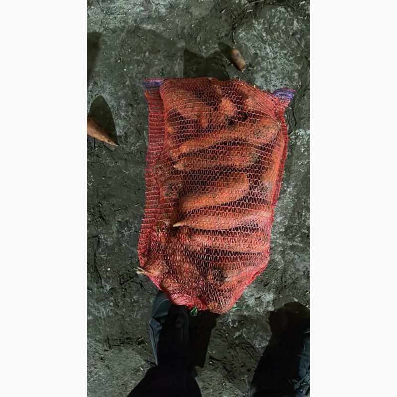 Фото 5. Продам морковь от поставщика с 10 тонн