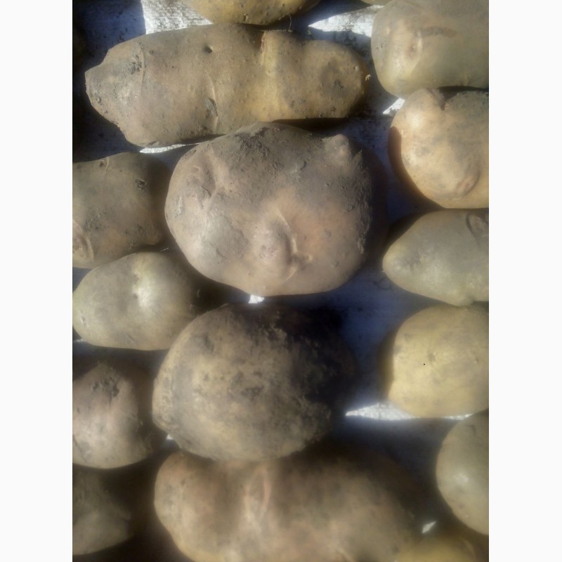 Фото 2. Продаю різні сорти посадкової та великої картоплі