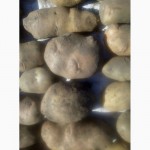 Продаю різні сорти посадкової та великої картоплі