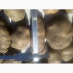 Продаю різні сорти посадкової та великої картоплі