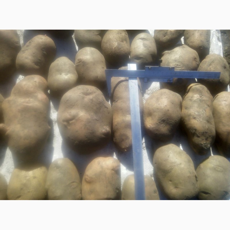 Фото 4. Продаю різні сорти посадкової та великої картоплі