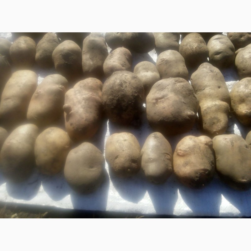 Фото 5. Продаю різні сорти посадкової та великої картоплі