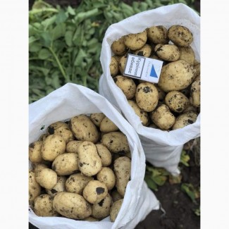 Ранний молодой картофель Украина Херсон