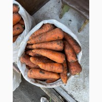 Морковь сетевого качества