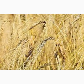Семена озимой пшеницы ГЛАУКУС Германия