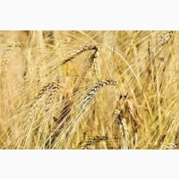 Семена озимой пшеницы ГЛАУКУС Германия