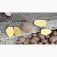 Продам картофель на экспорт и по Украине