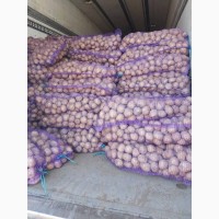 Продам картоплю, сорт Рів#039;єра