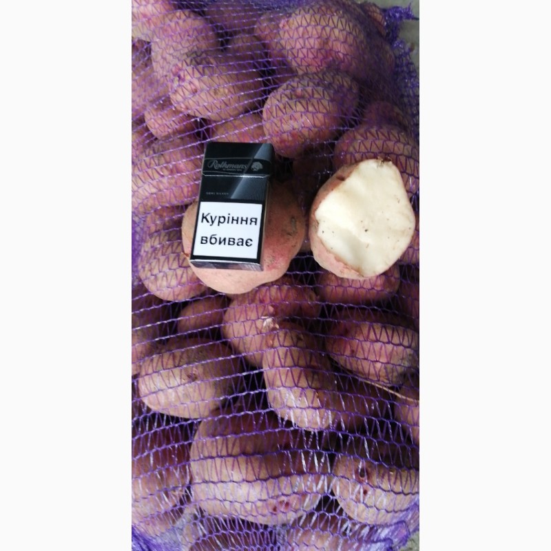 Фото 4. Прода картоплю, буряк столовий, капусту