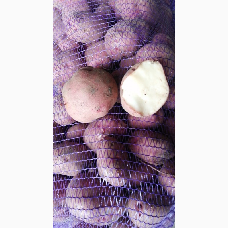 Фото 5. Прода картоплю, буряк столовий, капусту