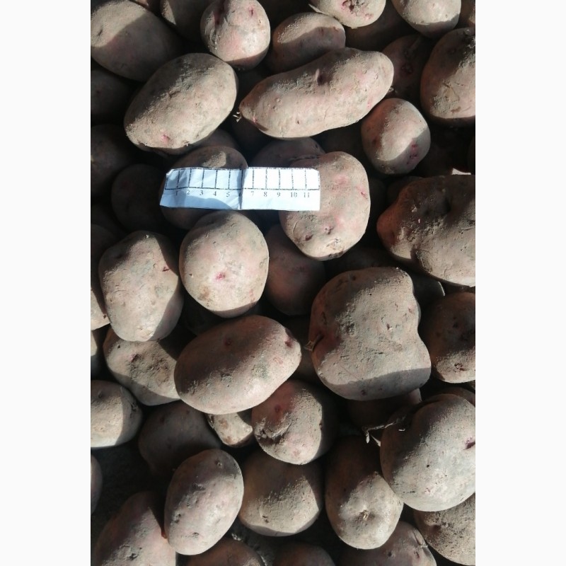 Фото 2. Прода картоплю, буряк столовий, капусту