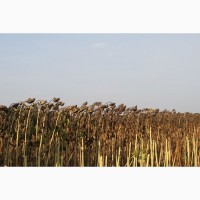 Фирма Агротехнология Предлагает семена подсолнечника