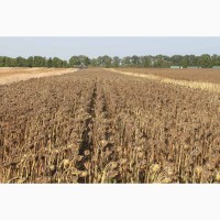 Фирма Агротехнология Предлагает семена подсолнечника