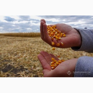 Продам кукурудзу 500 тонн, Чернігівська обл, Прилуки