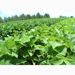 Продам гербициды для защиты посевов кукурудзы, Соя, Картопля, Томаты