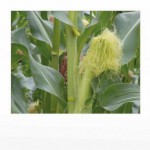 Продам гербициды для защиты посевов кукурудзы, Соя, Картопля, Томаты