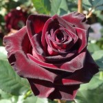 Пропонуємо великий асортимент саджанців троянд