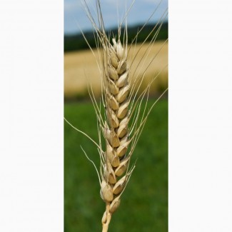 Продам семена озимой пшеницы Бунчук (элита)