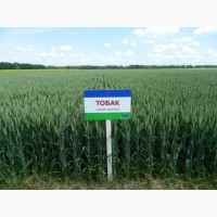 Насіння озимої пшениці сорт Тобак-82 ц/га-цього року