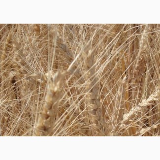 Озимая пшеница Краплина элита и 1 репр