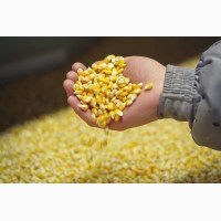 Кукуруза - прямые ЖД поставки в Китай