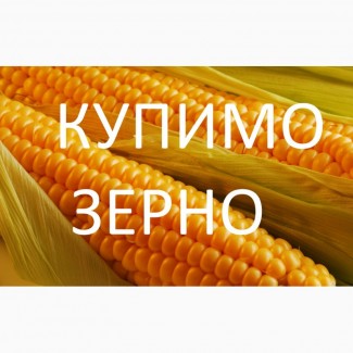 Компанія купить дорого кукурудзу по Берегівському районі
