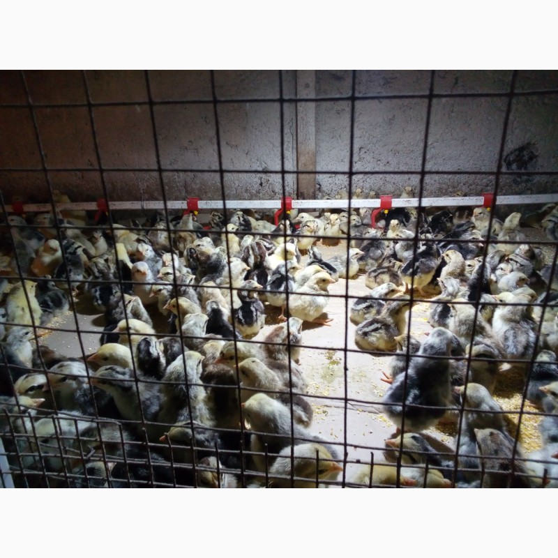 Фото 2. Продам суточных и подрощеных цыплят