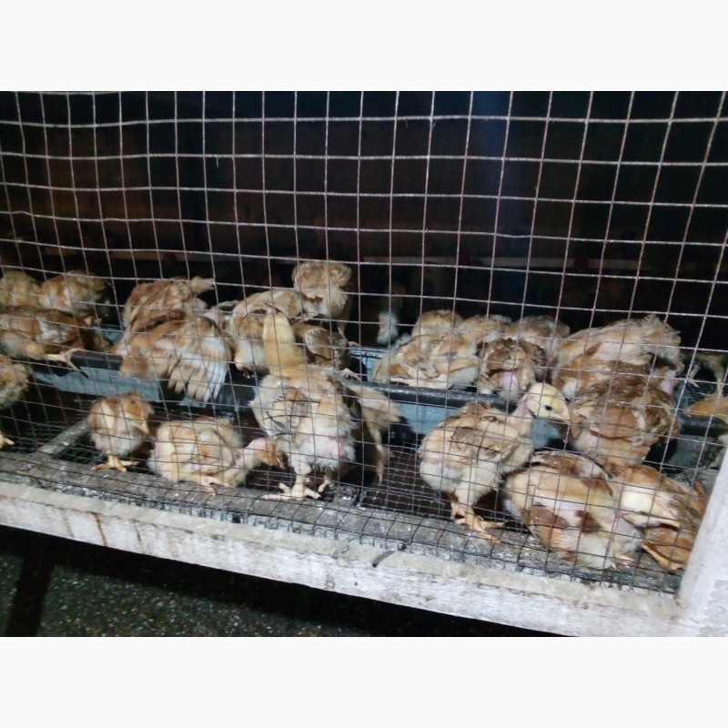 Фото 3. Продам суточных и подрощеных цыплят