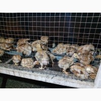 Продам суточных и подрощеных цыплят
