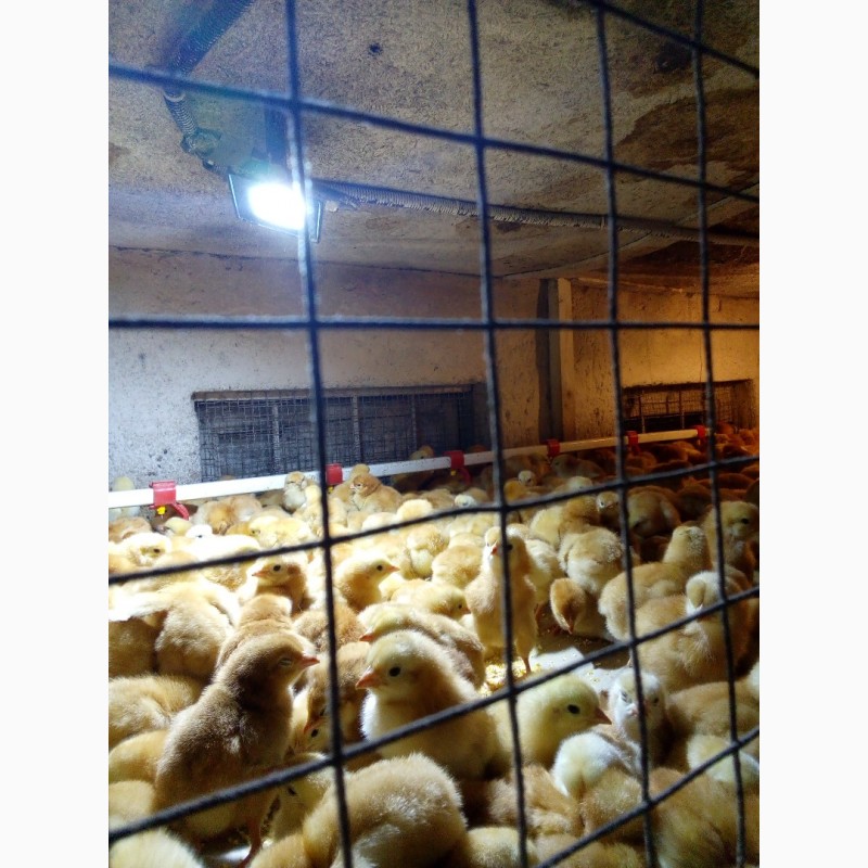 Фото 5. Продам суточных и подрощеных цыплят