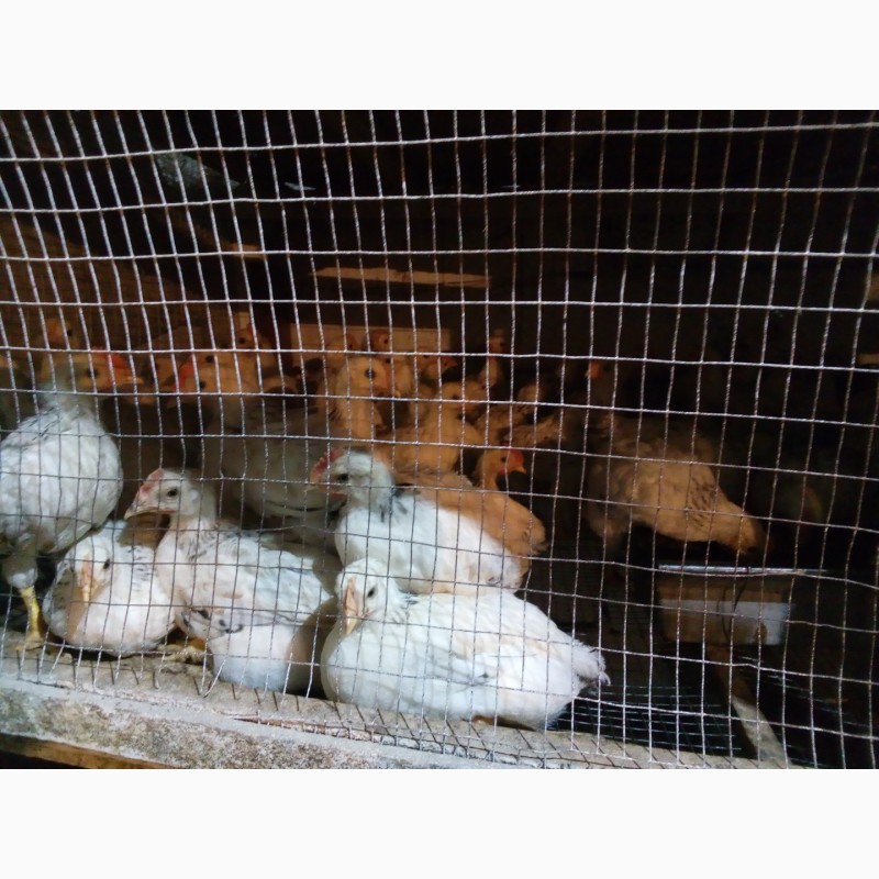 Фото 7. Продам суточных и подрощеных цыплят